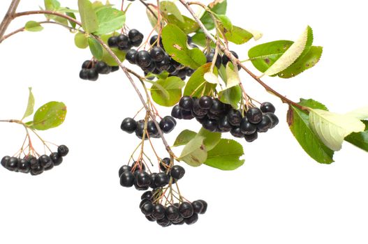 Branch black chokeberry close up it is isolated on a white background.