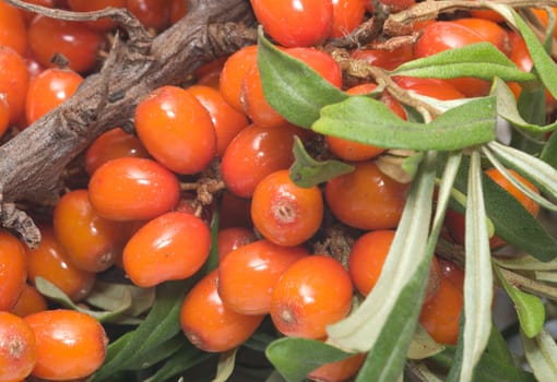 Sea-buckthorn berries branch close up.