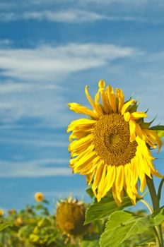 blooming sunflower