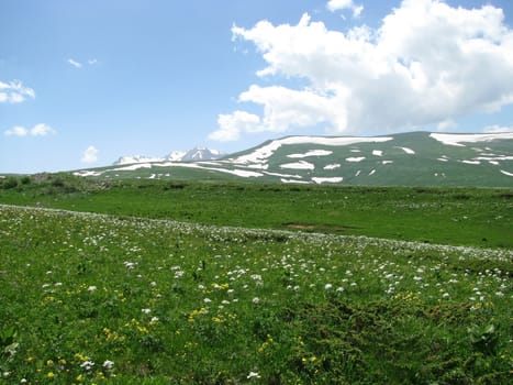 Europe; Russia; flora; the Alpine meadows; vegetation; a distance; summer; greens; flowering; plants; flowers