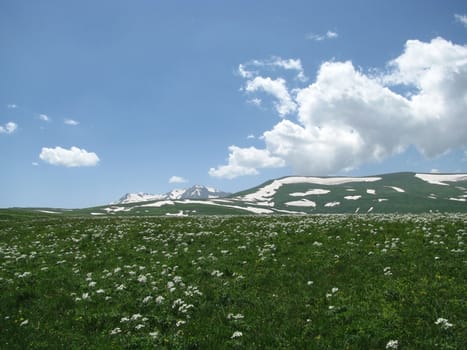 flora; the Alpine meadows; vegetation; a distance; summer; greens; flowering; plants; flowers