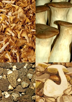 different eatable mushrooms