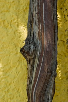 Vine trunk against yellow wall, taken on Thasos Island, Greece.