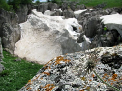 Europe; Russia; flora; the Alpine meadows; vegetation; a distance; summer; greens; flowering; plants; flowers