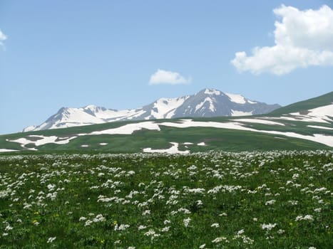 Europe; Russia; flora; the Alpine meadows; vegetation; a distance; summer; greens; flowering; plants; flowers