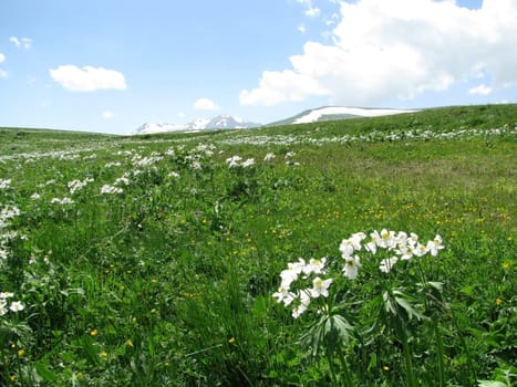 Europe; Russia; flora; the Alpine meadows; vegetation; a distance; summer; greens; flowering; plants; flowers