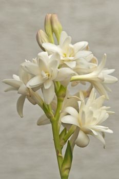 Tuberose, Polianthes tuberosa