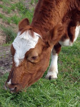 Close up of an Ayrshire cow eating