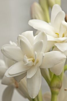 Tuberose, Polianthes tuberosa