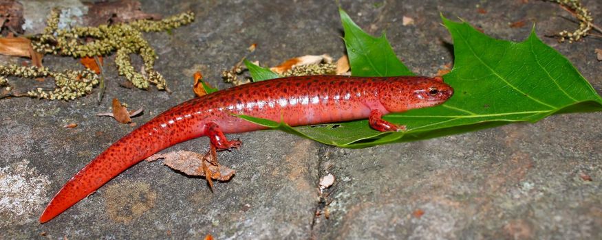 A Red Salamander (Pseudotriton ruber) at Monte Sano State Park - AlabamaA Red Salamander (Pseudotriton ruber) at Monte Sano State Park - Alabama.