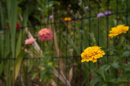 Yellow flower peeking out of a black wire fence with pink, blue, and red flowers in background