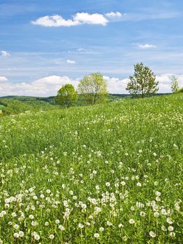 Wiese mit L�wenzahn