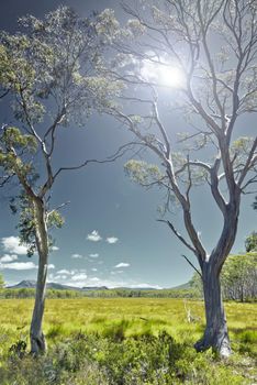 An image of green grass landscape in Australia