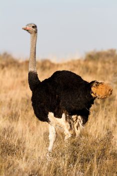 Lone male Ostrich standing on the African GrassPlains