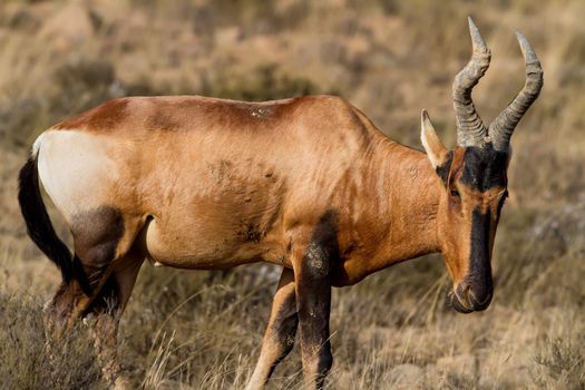 Red Hatebeest standing on the Karoo Grass fields