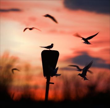 Round dance at a dawn. Terns against colourful a sky dawn turn a round dance.