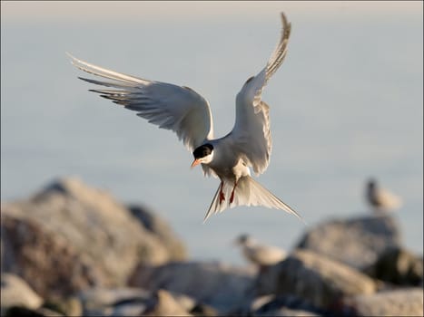 Bird, widely swinging wings, has stiffened in air before landing.