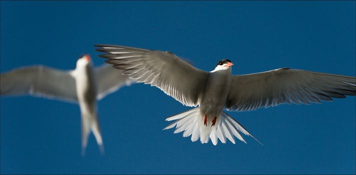  Against the sky in air two white birds soar.