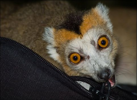 The lemur gnaws a bag from the camera and looks in a shot.