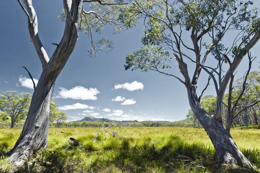 An image of a Tasmania green grass landscape