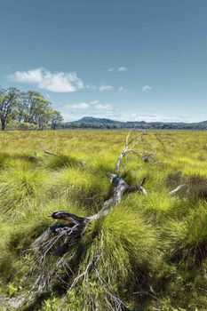 An image of a Tasmania green grass landscape