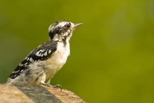 A woodpecker wiht black wings and a white chest eating from a bird feeder.