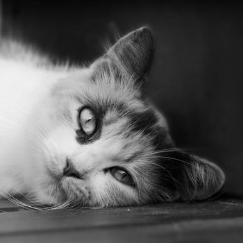 A black and white image of a calico cat lying its head on a deck. 