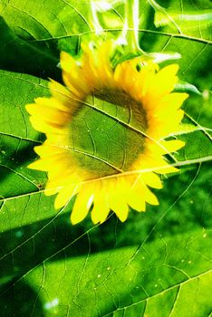 An in camera double exposure of a sunflower and leaves.