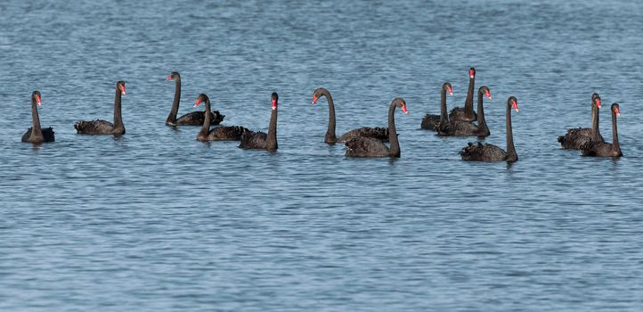 some black swan at the lake in Tasmania