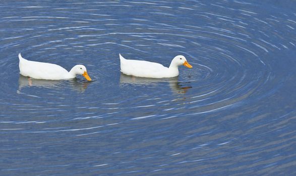 An image of a white duck couple