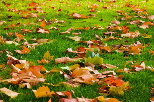 Autumn leaves on the lawn of green grass.
