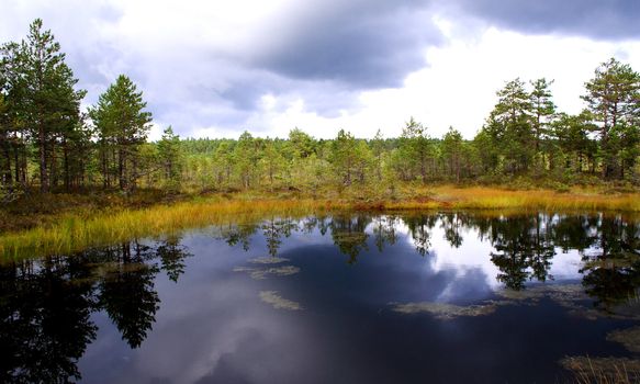 Small swamp lake at cloudy day and trees