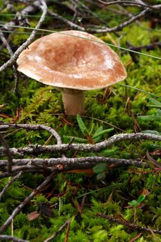 Mushroom growing between green lawn in deep forest