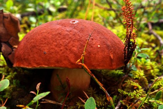 Mushroom growing between green lawn in deep forest