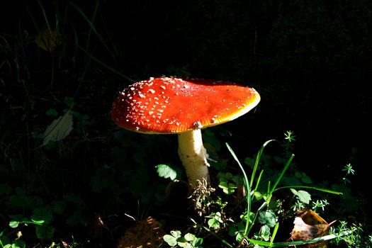 Mushroom growing between green lawn in deep forest