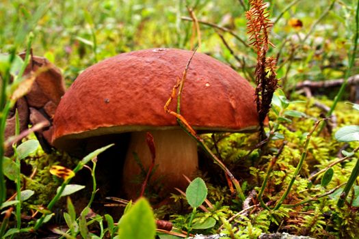 Mushroom growing between green lawn in deep forest