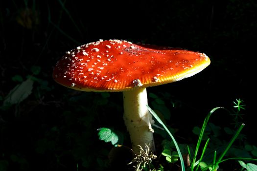 Mushroom growing between green lawn in deep forest