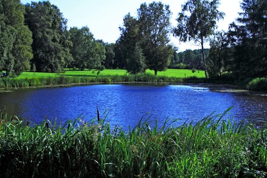 Small lake at sunny summer day and trees