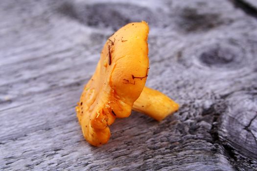 Picked orange chanterelle laying on whethered wood bench