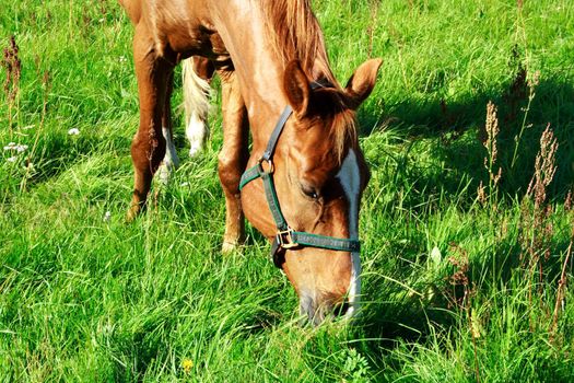 Brown horse eating fresh grass at green meadow