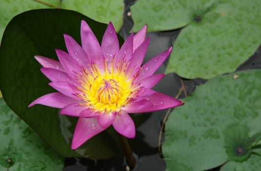 lotus