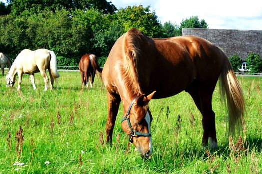 Brown horse eating fresh grass at green meadow