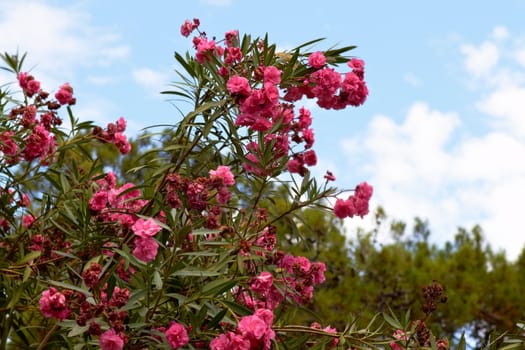 Red bougainvillea Beautiful tropical and mediterranean shrub.