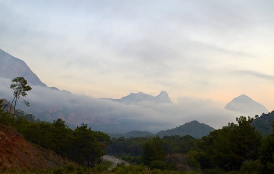 Morning fog in mountais. Landscape with alone tree and road