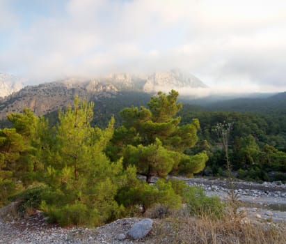 Mountain forest landscape laying in the morning clouds