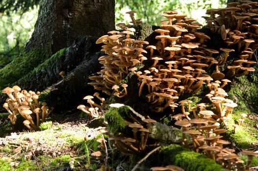 A town of mushrooms