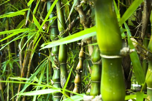 Asian Bamboo forest in hong kong for texture