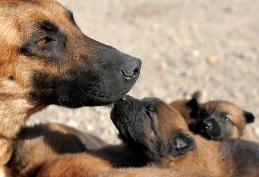mother belgian shepherd malinois and her young puppies