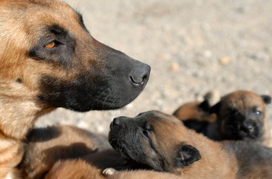 mother belgian shepherd malinois and her young puppies