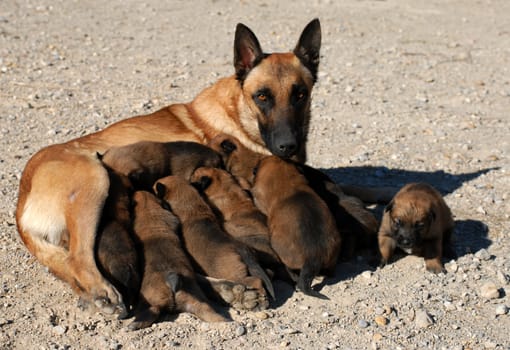 female belgian shepherd and her eleven puppies